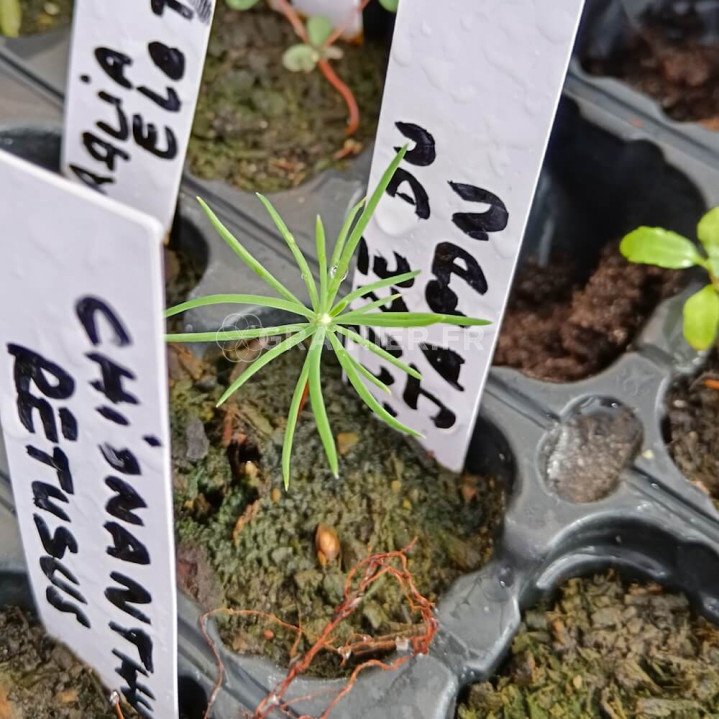 Mélèze du Japon, Larix kaempferi image